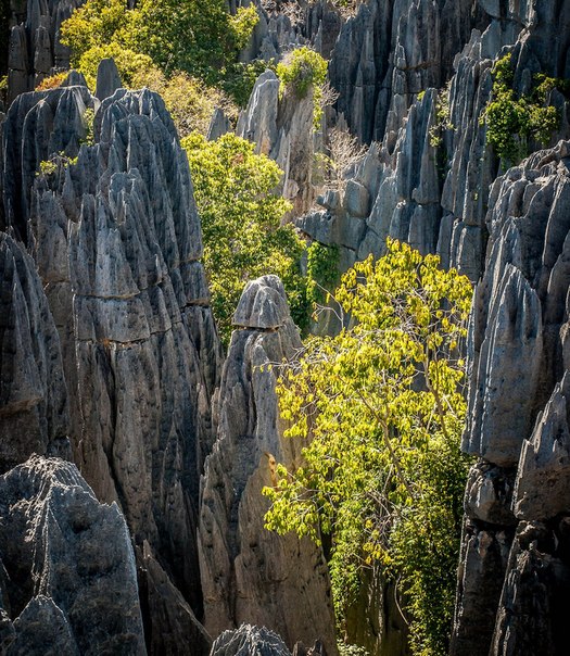 «Каменные леса» Цинжи-дю-Бемараха 