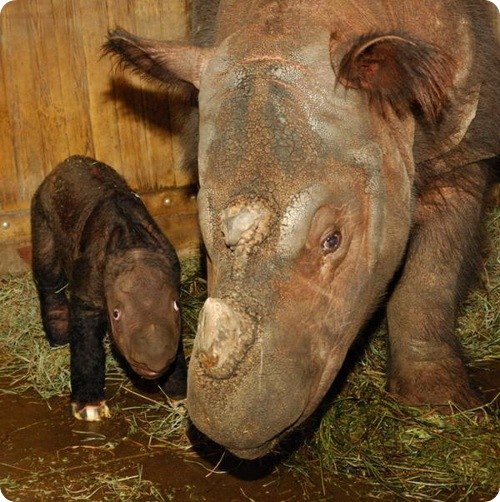 Суматранские носороги.
