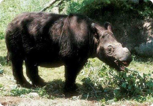 Суматранские носороги.
