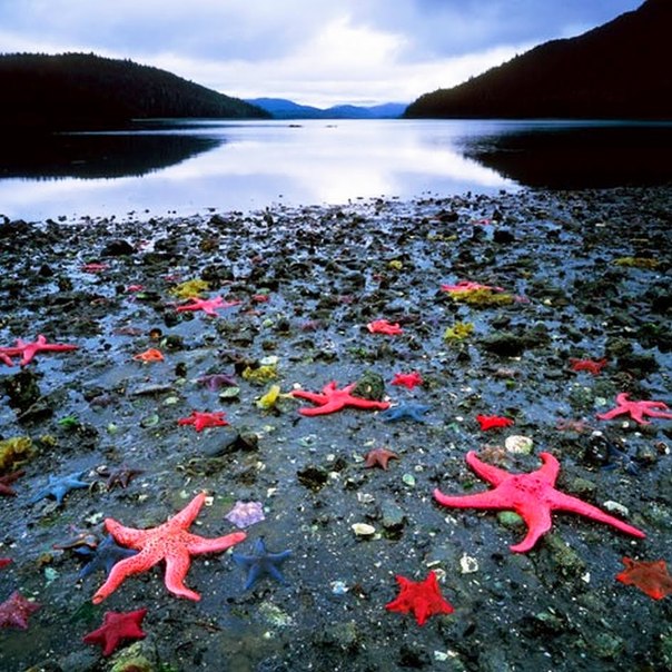 Колония морских звезд, Уэст-Кост, Новая Зеландия.