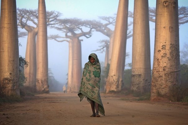 «Недалеко от города Мурундава на западном побережье Мадагаскара находится древний лес баобабов. Малагасийцы считают баобаб священным деревом. Ничто на планете не может сравниться с прогулкой среди этих гигантов. Некоторым из этих деревьев больше тысячи лет».