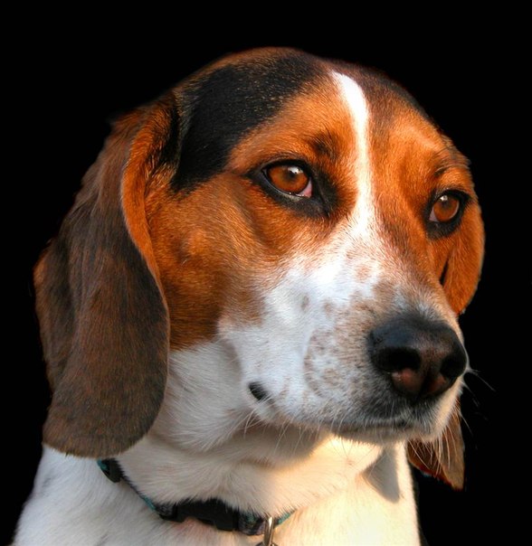 Самые популярные породы собак в США 2012