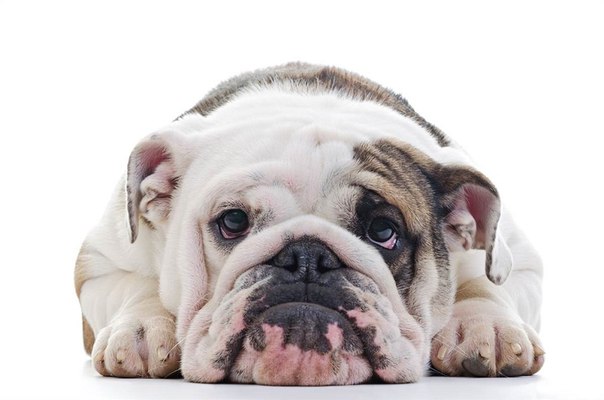 Самые популярные породы собак в США 2012