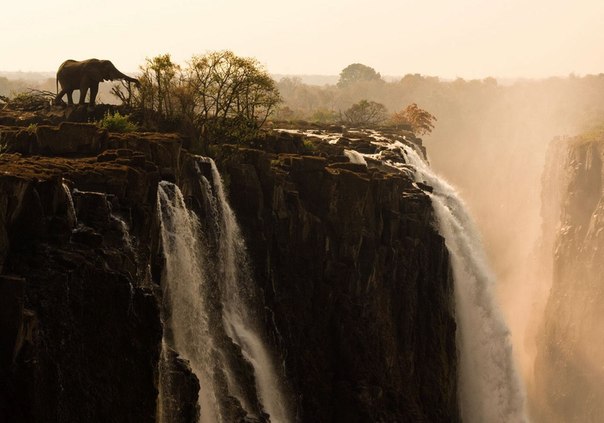 Слон у водопада Виктория, Замбия.