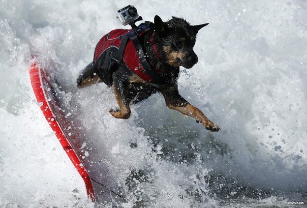 Собака участвует в соревновании по сёрфингу «Surf City Surf Dog» в Хантингтон-Бич, Калифорния.
