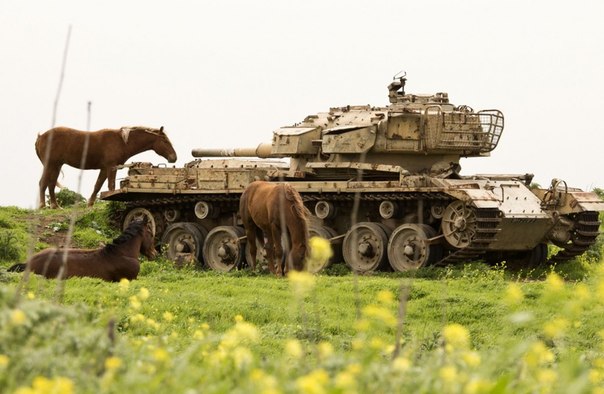Лошади пасутся возле брошенного израильского танка в поле недалеко от израильско-сирийской границы в Голанских высотах, 8 марта 2013 года.