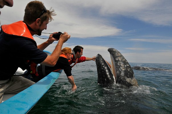 У побережья Мексики есть такое развлечение для туристов, как встреча с китами. Что заставляет китов не покидать это место в океане и быть дружелюбными – не ясно. Возможно их подкармливают те, кто зарабатывает на туристах. А может, киты полюбили общаться с людьми?