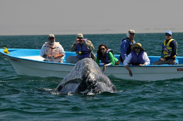 У побережья Мексики есть такое развлечение для туристов, как встреча с китами. Что заставляет китов не покидать это место в океане и быть дружелюбными – не ясно. Возможно их подкармливают те, кто зарабатывает на туристах. А может, киты полюбили общаться с людьми?