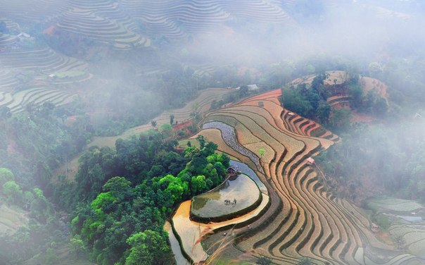 Рисовые плантации, Северный Вьетнам.