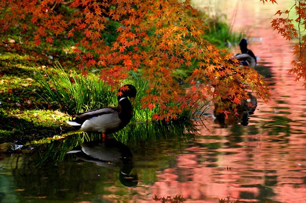Киото — город храмов и монастырей, сердце древней земли Ямато. Киото считается олицетворением японской культуры. Осенью город пестрит красками!