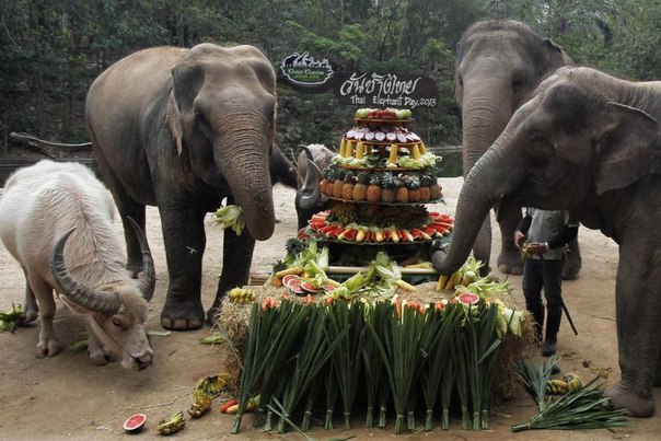 Праздничное угощение для слонов в Национальный день слонов в Таиланде.