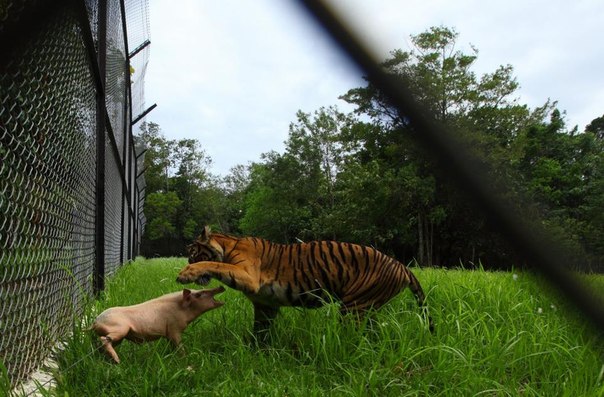 В Центре спасения суматранских тигров при Тамблингском заповеднике дикой природы на Суматре всех без исключения животных тиграм поставляют живыми — в противном случае звери разбалуются и будут не в состоянии охотиться в дикой природе, куда их рано или поздно выпустят. 