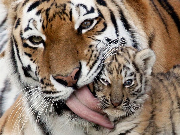 Самка амурского тигра со своим 7-недельным детенышем красноярском зоопарке Роев Ручей.