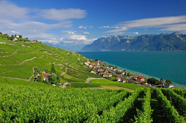 Террасовые винограники Лаво, Женевское озеро, Швейцария.