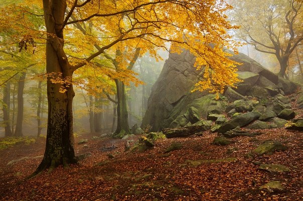 Осенний лес, Чехия.