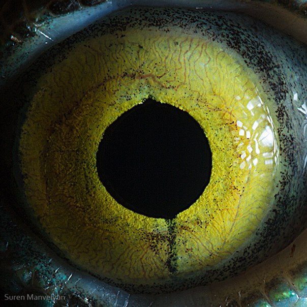 Мы уже показывали макрофотографии человеческих глаз, сделанные фотографом Суреном Манвеляном, на этот раз мы представляем макроснимки глаз животных: пресмыкающихся, млекопитающих и птиц.
