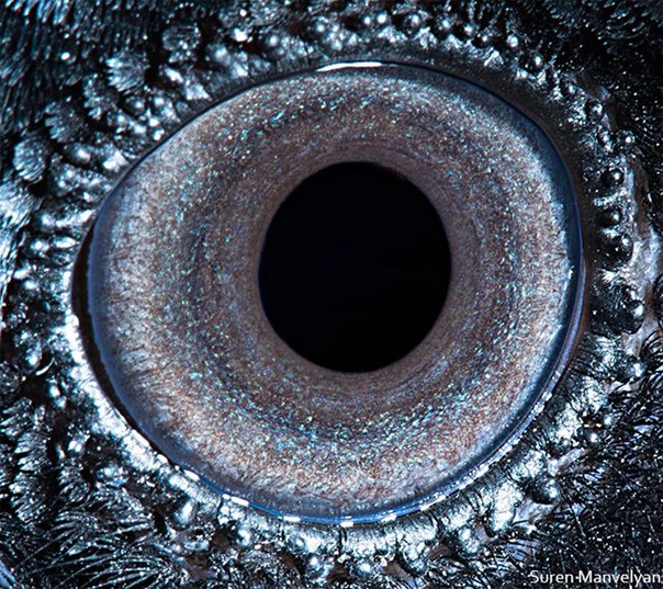 Мы уже показывали макрофотографии человеческих глаз, сделанные фотографом Суреном Манвеляном, на этот раз мы представляем макроснимки глаз животных: пресмыкающихся, млекопитающих и птиц.