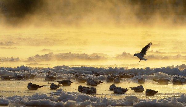 Птицы плавают в частично замёрзшей реке Эльбе, Дрезден, Германия.