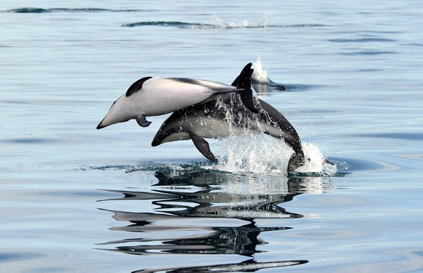 Дельфины выпрыгивают из воды у берегов города Пуэрто-Мадрин, Аргентина.