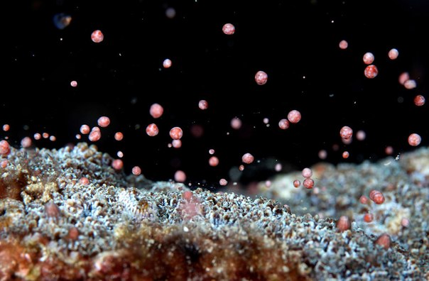 Процесс размножения кораллов на рифе в национальном парке Кэньдин в Тайване. Размножение кораллов обычно происходит в 23-й день третьего месяца по лунному календарю, который в этом году выпал на 13 апреля.