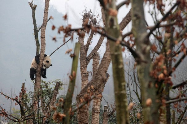 Гигантская панда сидит на дереве в Центре разведения панд в городе Дуцзянъянь, Китай.