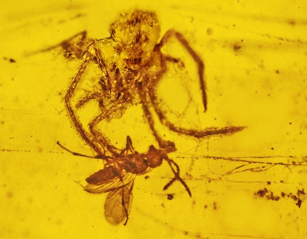 Паук вида Geratonephila burmanica попытался съесть осу. Но не успел, так как попал в каплю смолы и погиб. Учёные из Орегонского университета выяснили возраст капли — около 110 000 000 лет.
