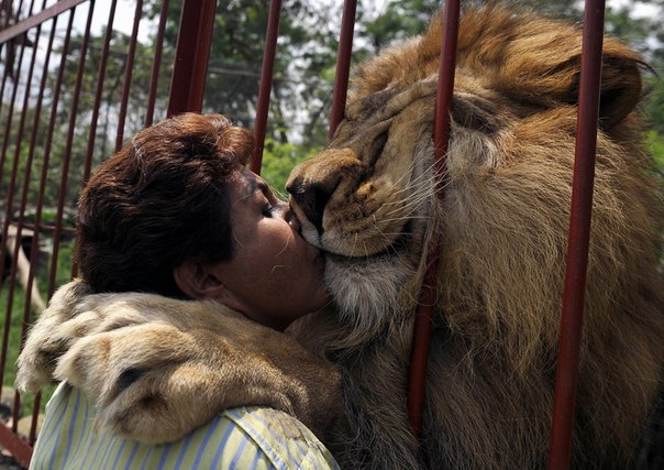 Объятия льва Юпитера и Анны Торрес, основательницы приюта для животных в Кали (колумбия), изъятых у наркоторговцев, браконьеров, из цирков или брошенных хозяевами.