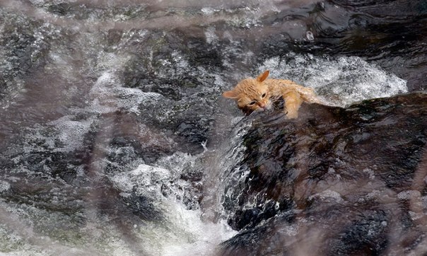 Котенок, угодивший в горную реку, пытается выбраться, цепляясь за камни. Акрон, штат Нью-Йорк, США