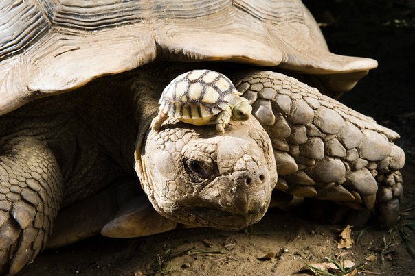 4-дневный детеныш африканской черепахи на голове матери. Зоопарк Nyiregyhaza, Венгрия