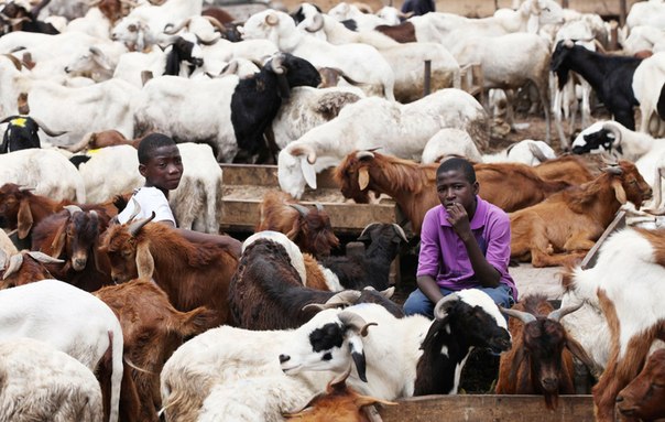 Мальчики сидят среди стада коз на рынке в Лагосе, Нигерия, 23 октября 2012 года.