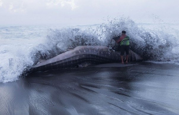 Человек осматривает китовую акулу, которая погибла, когда её выбросило на берег в округе Bantul, Индонезия.