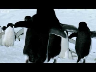 Британские ученые сделали невероятное открытие: пингвины летают!