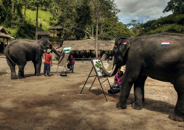 Слоны-художники в Тайланде