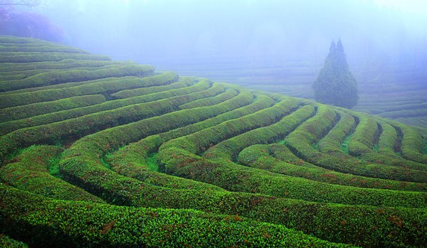 Чайные поля, Посон, Чолла-Намдо, Южная Корея