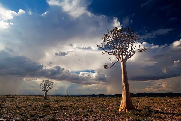 Хоугаард Малан из Южной Африки, путешествуя по Африке, собрал огромную коллекцию фоторабот, посвящённую Намибии. Ниже представлены фотографии, сделанные им в пустыне Намиб, которая занимает большую часть этого государства.