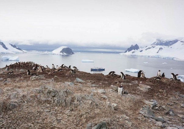 Небольшая подборка фотографий, сделанных журналистами NBC News во время путешествия в Антарктику.