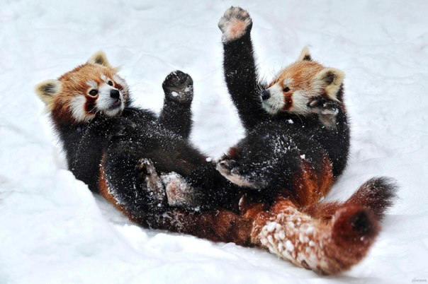 Две красные панды устроили настоящий спарринг на снегу венского зоопарка Шёнбрунн (Schönbrunn Zoo). Они вели себя так, словно они настоящие воины, меряющиеся силами. Во время борьбы панды сильно напоминали главного героя мультфильма «Кунг-фу панда» – учителя кунг-фу Мастера Шифу (Master Shifu). Эти замечательные снимки удалось сделать австралийскому фотографу Йозефу Гелернтеру (Josef Gelernter), наблюдавшему за зверьками в течение нескольких часов.