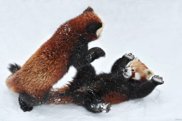 Две красные панды устроили настоящий спарринг на снегу венского зоопарка Шёнбрунн (Schönbrunn Zoo). Они вели себя так, словно они настоящие воины, меряющиеся силами. Во время борьбы панды сильно напоминали главного героя мультфильма «Кунг-фу панда» – учителя кунг-фу Мастера Шифу (Master Shifu). Эти замечательные снимки удалось сделать австралийскому фотографу Йозефу Гелернтеру (Josef Gelernter), наблюдавшему за зверьками в течение нескольких часов.