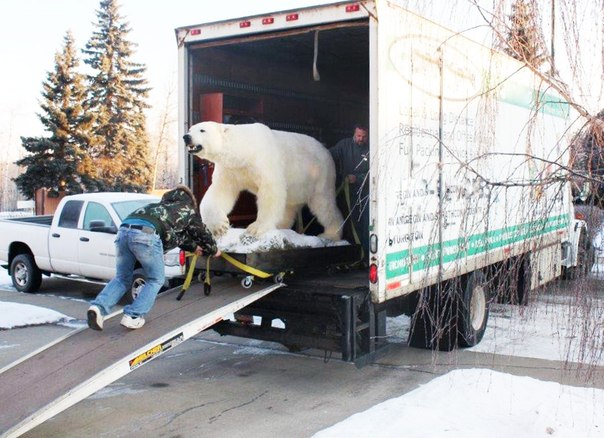 Уникальное чучело самого большого белого медведя Канады было продано на закрытом аукционе в Россию за $130 000.