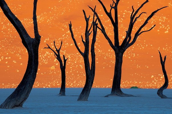 Окрашенная утренним солнцем в оранжевый цвет дюна пустыни Намиб создает прекрасный фон для деревьев верблюжьей акации.