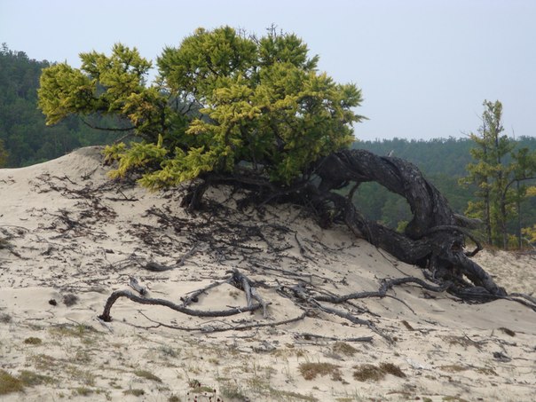 Дерево на острове Ольхон, Иркутская область.