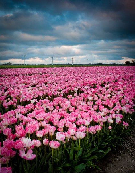 Прекрасные поля тюльпанов в Нидерландах...