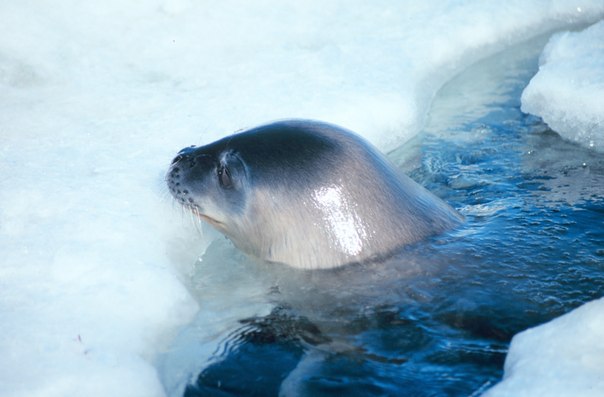 Тюлень Уэдделла – самый южный зверь.