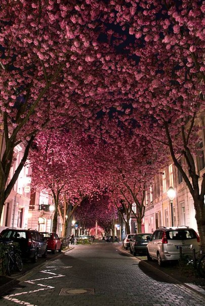 10 самых красивых тоннелей из деревьев в мире1. Туннель цветущей вишни, Германия. Цветущие вишни создают изумительный розовый сводчатый проход в течение 7-10 дней, в зависимости от погоды.2. Улица Гонсалу ди Ковальо, Бразилия. Под сводом гигантских деревьев Типуана (или «Розовое дерево»), которых на этой улице города Порту-Алегри более сотни, можно провести целый день.3. Туннель осенних деревьев, США.