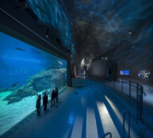 В Копенгагене открылся самый большой в Европе океанариум
