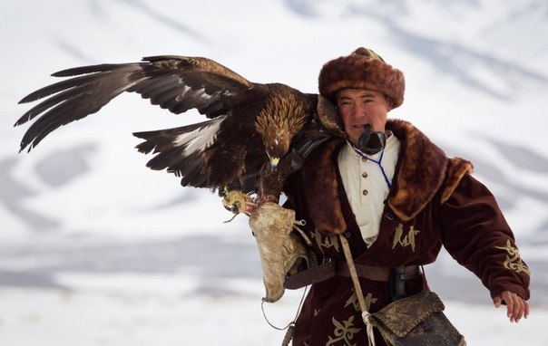 Соколиная охота в Казахстане.