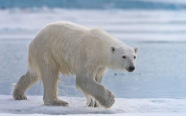 Белый медведь - одно из немногих животных, воспринимающих человека как добычу. При скорости спринта 60 км/час и шестиметровом прыжке, взрослый медведь представляет для человека реальную угрозу. Особенно если этот медведь голоден. Отсутствие мимических мышц делает медведя особенно опасным и непредсказуемым.
