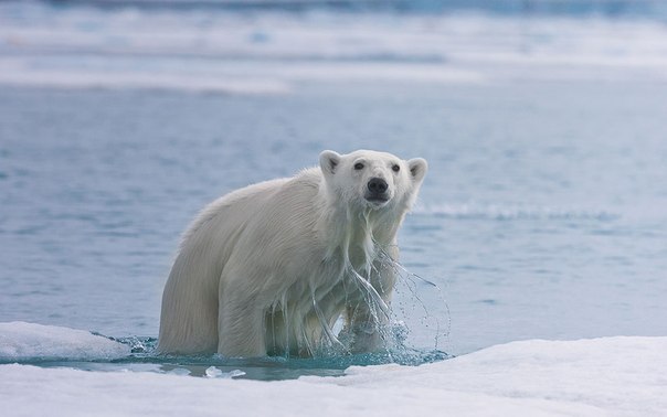 Белый медведь - одно из немногих животных, воспринимающих человека как добычу. При скорости спринта 60 км/час и шестиметровом прыжке, взрослый медведь представляет для человека реальную угрозу. Особенно если этот медведь голоден. Отсутствие мимических мышц делает медведя особенно опасным и непредсказуемым.