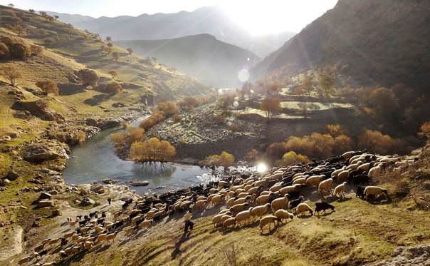 Два пастуха ведут стадо общественных овец Палангана на пастбище, Иранский Курдистан.