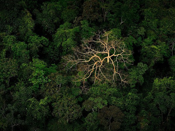 Высохшее дерево в джунглях в Mosquito Coast, Гондурас.